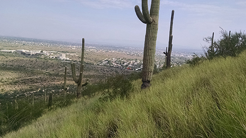 hillside covered in green buffelgrass with one saguaro in the center. 