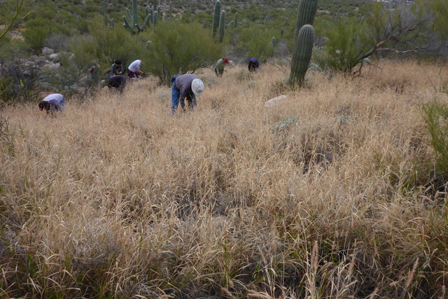 Starting work on a large patch of buffelgrass