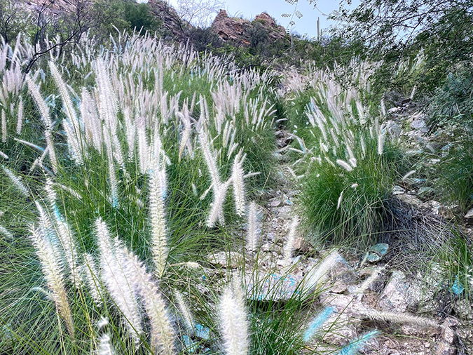 Large amounts of flowering fountaingrass grow in a canyon environment