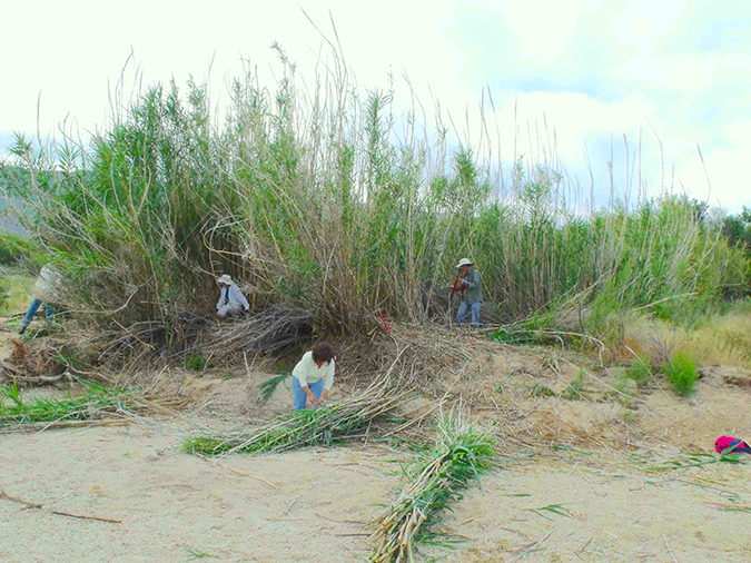 Giant Reed - cutting