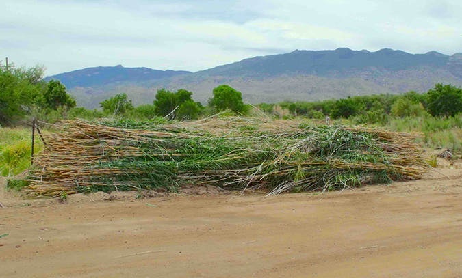 Giant Reed lying down