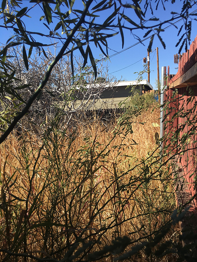 A bunch of buffelgrass growing next to a building in Tucson