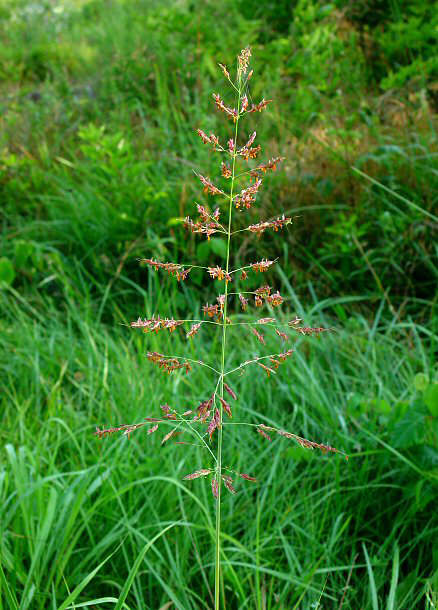 Close up of Johnson Grass