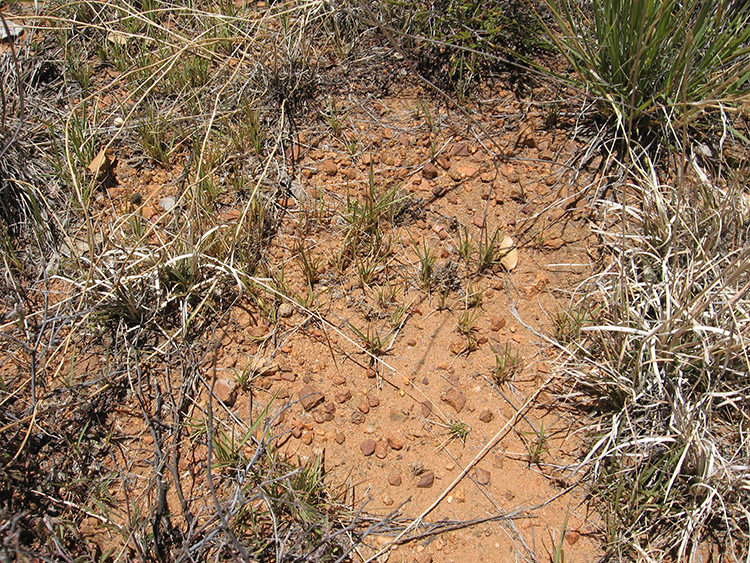 Numerous Lehmann lovegrass seedlings germinating in drought-depleted native grassland.