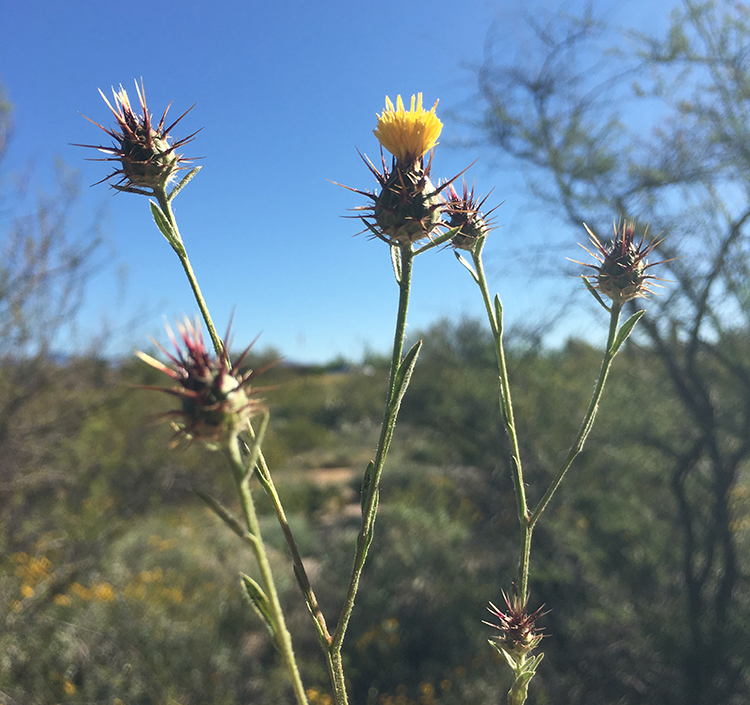 Seed heads of Malta star-thistle (March 2019).  NPS Photo.
