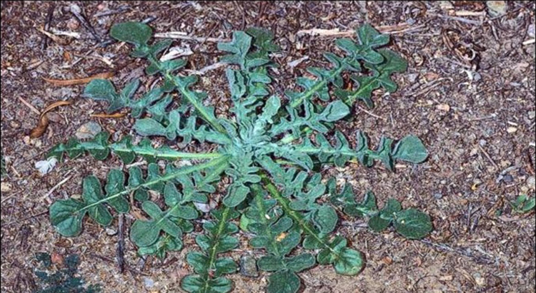 Malta star-thistle in its basal rosette state.  Photo from University of Nevada, Reno.