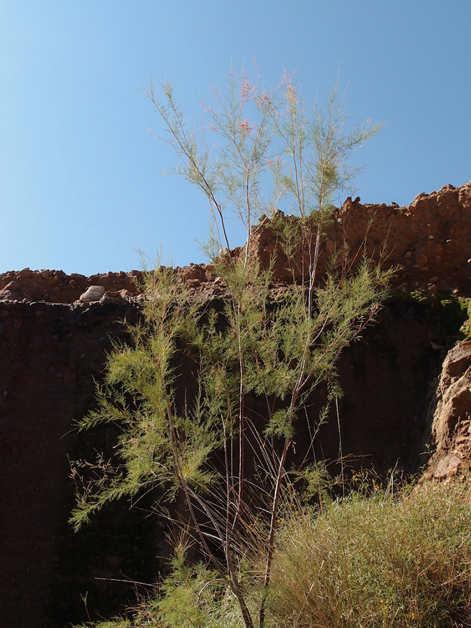 View of Tamarix shrub